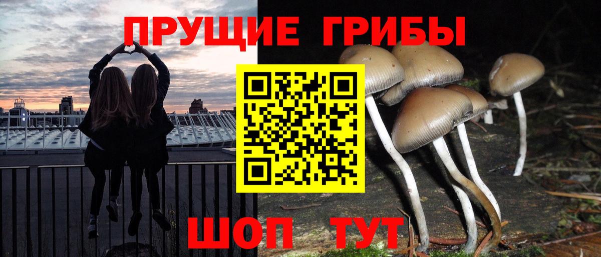 Кингисепп  Галлюциногенные грибы прущие грибы  Вход с VPN 